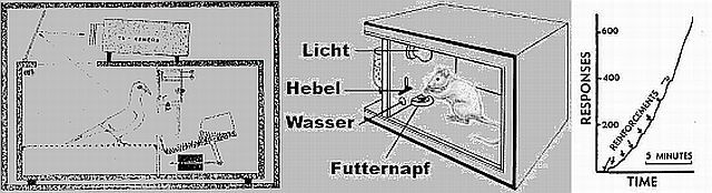 pigeon & skinner box